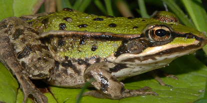 Wasserprojekt - Klimaschutz: Wasserschutzprojekte - Potsdam - Froschportal - Funde zu Amphibien und Reptilien melden