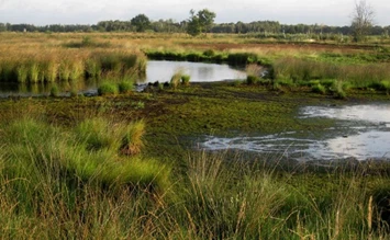 Hochmoore  - STIFTUNG WASSER
