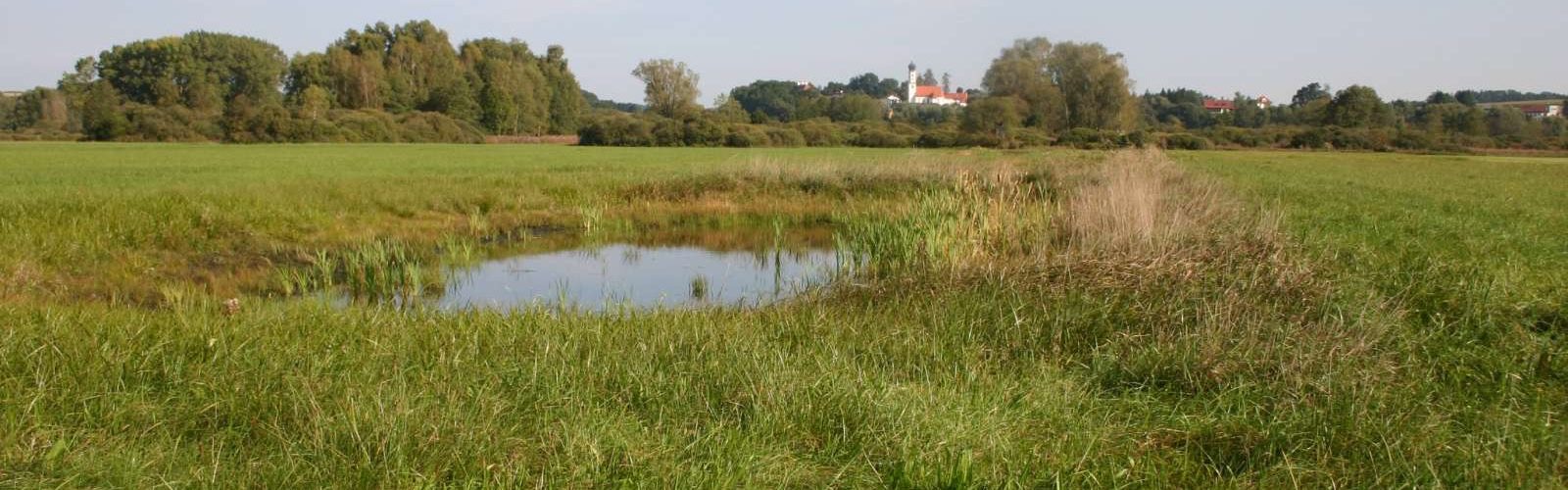 Niedermoore  - STIFTUNG WASSER