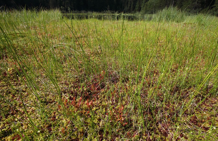Übergangsmoore (Zwischenmoor)  - STIFTUNG WASSER