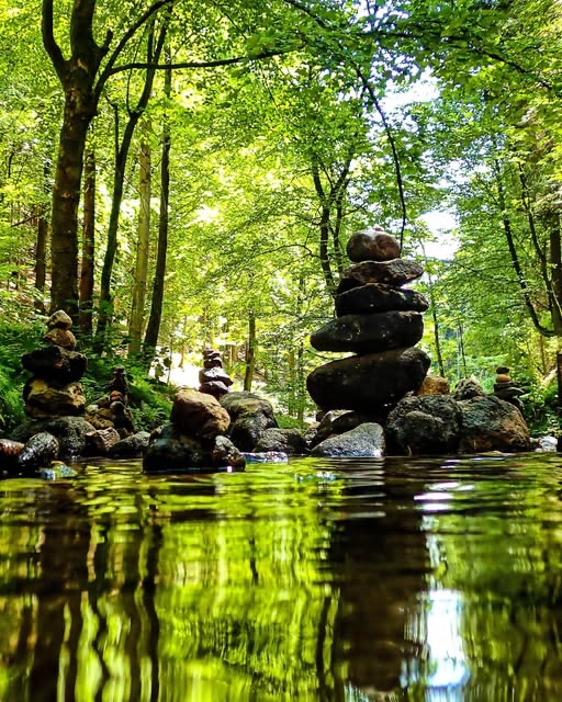 Der Wald ist die Wiege des Wassers. - STIFTUNG WASSER