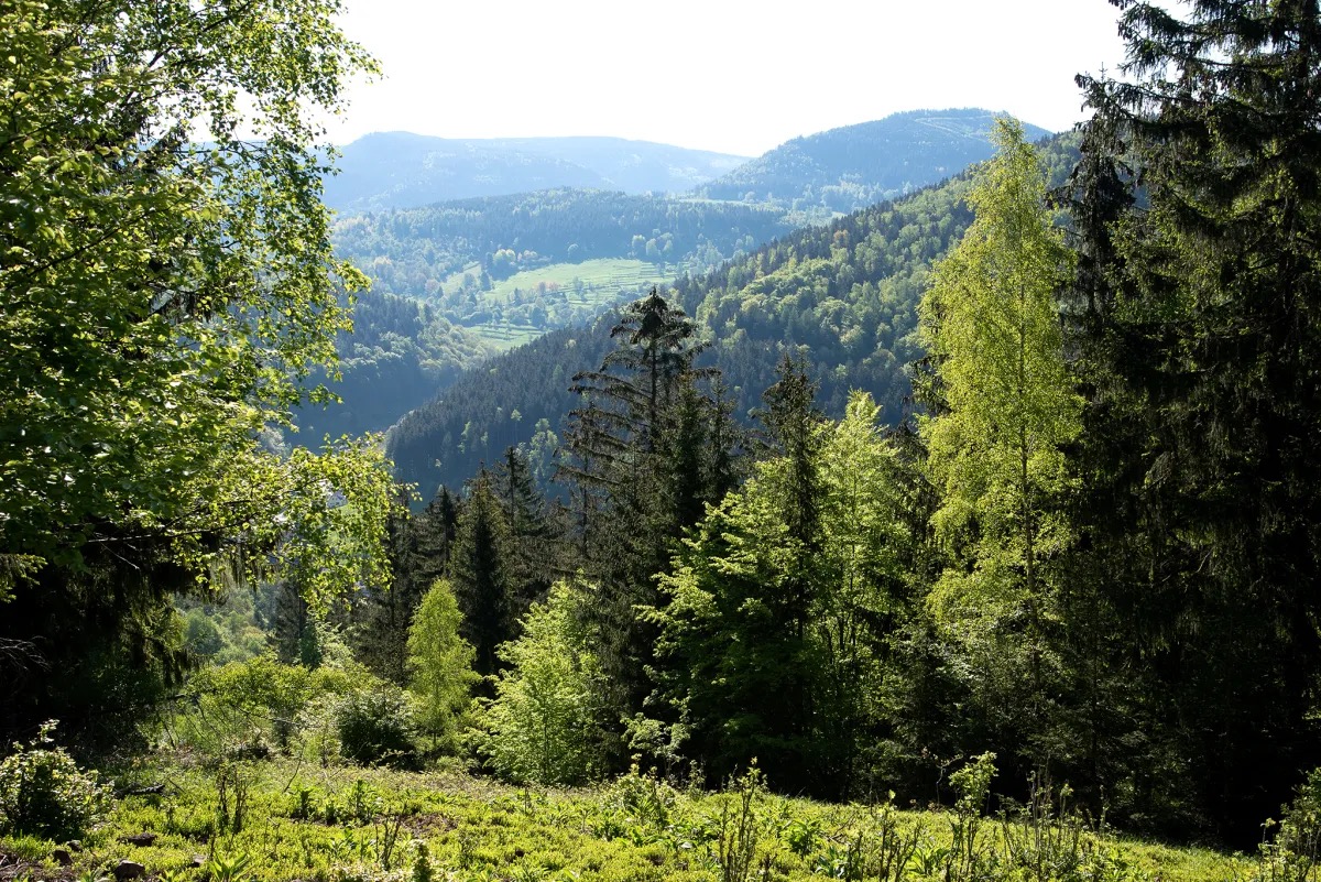 Zukunftswald Unterschönau - STIFTUNG WASSER