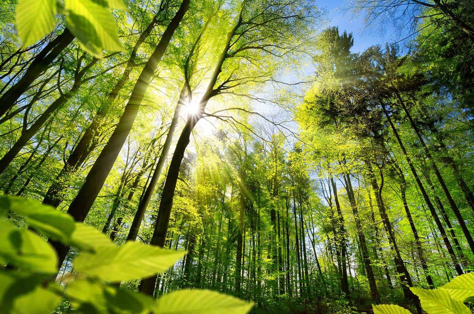 Das war der "Internationale Tag des Waldes" - STIFTUNG WASSER