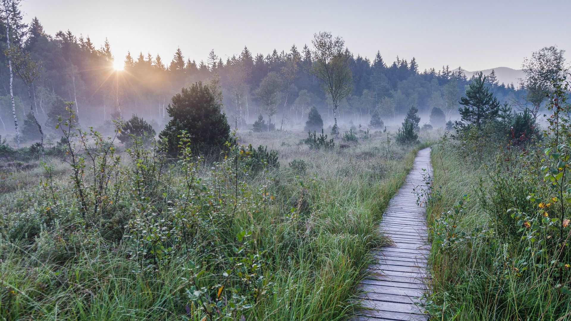 Wasser - Murnauer Moos
