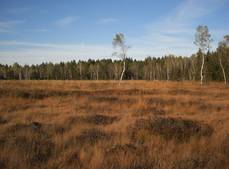 Wasser - Arrisrieder Moos, Kißlegg, Kreis Ravensburg