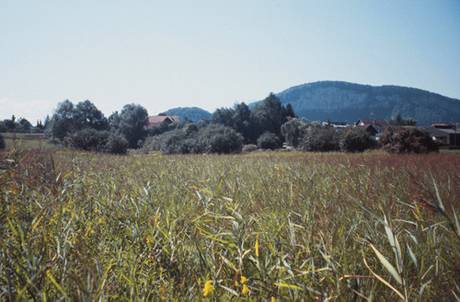 Wasser - Mösle, Götzis