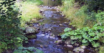 Wasser - Biologie Schule - Schulmaterial Fließgewässer