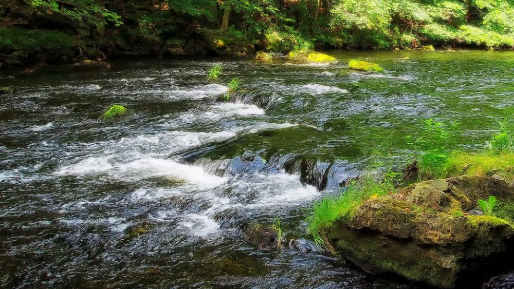 Wasser - Wanderfisch - Renaturierung Fließgewässer