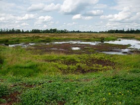 Wasser - Moorprojekt - Königsmoor (Schleswig-Holstein)