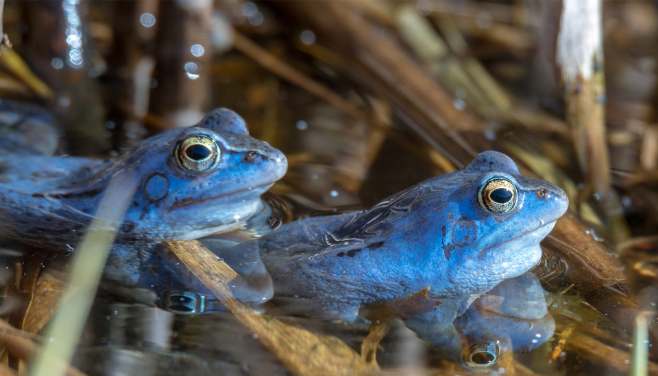 Wasserprojekt: Moorprojekt - Polder Kieve (Mecklenburg-Vorpommern)