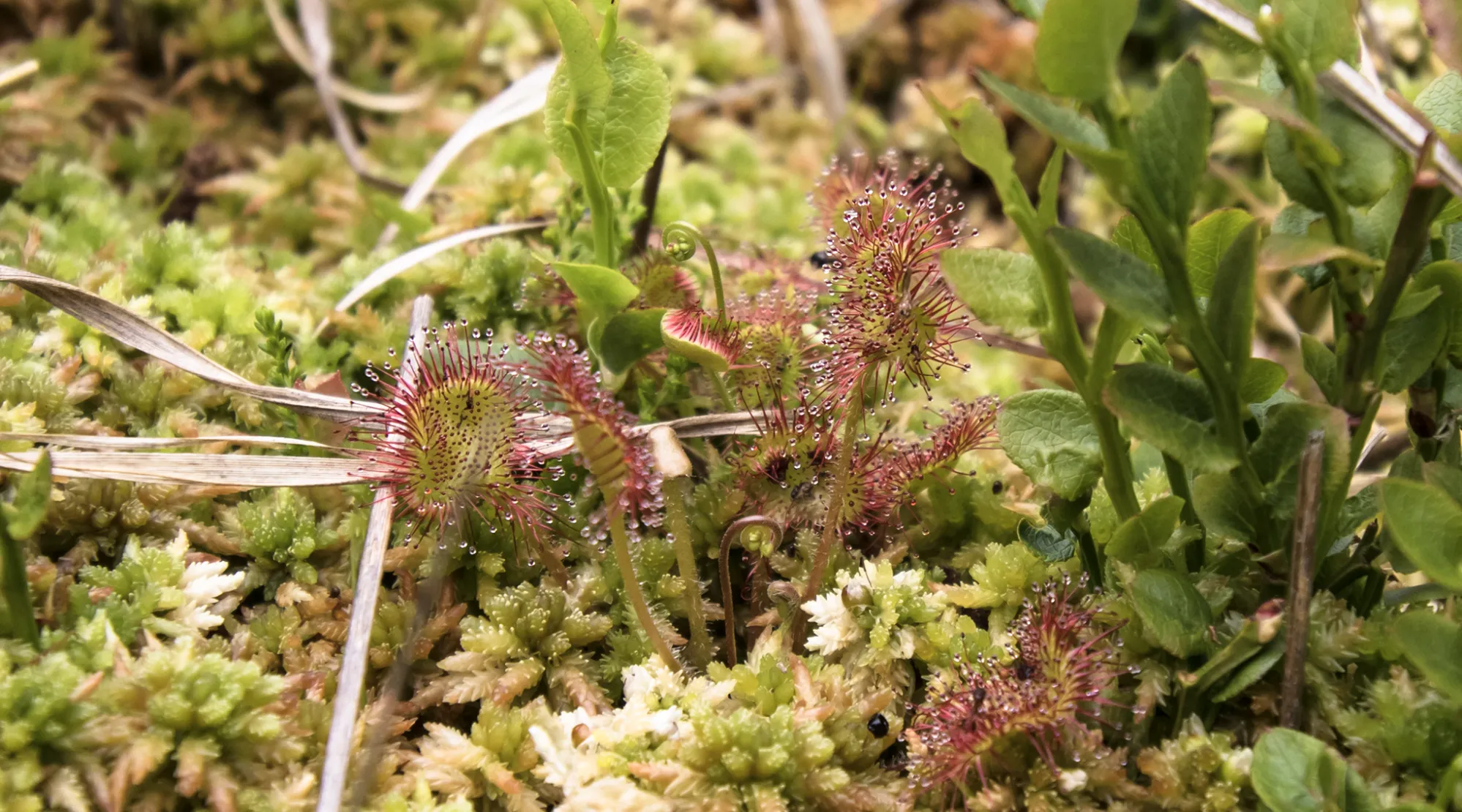 Wasser - Moore sind außergewöhnliche Zeugen der Vegetationsgeschichte