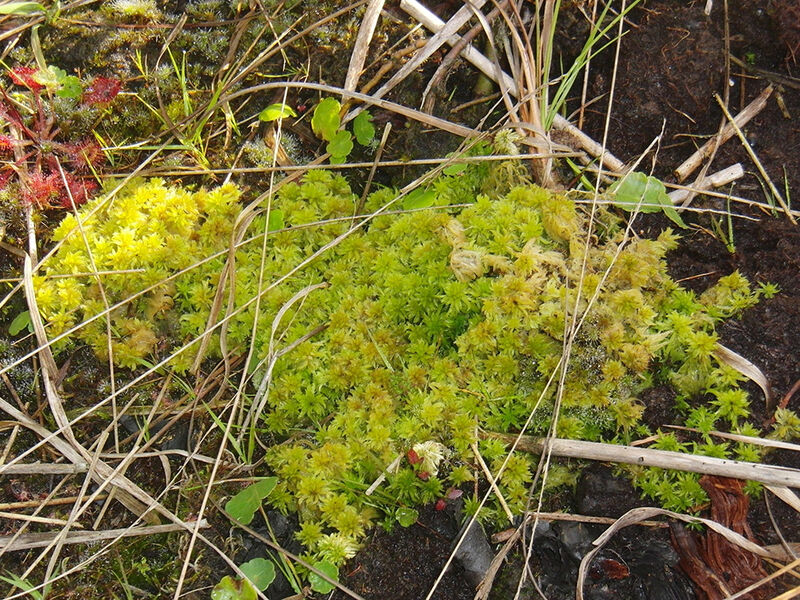 Wasser - Stiftungsland Offenbütteler Moor