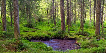 Wasserprojekt - Moorprojekte: Moorrenaturierung - Multifunktionaler Moorschutz im Wald