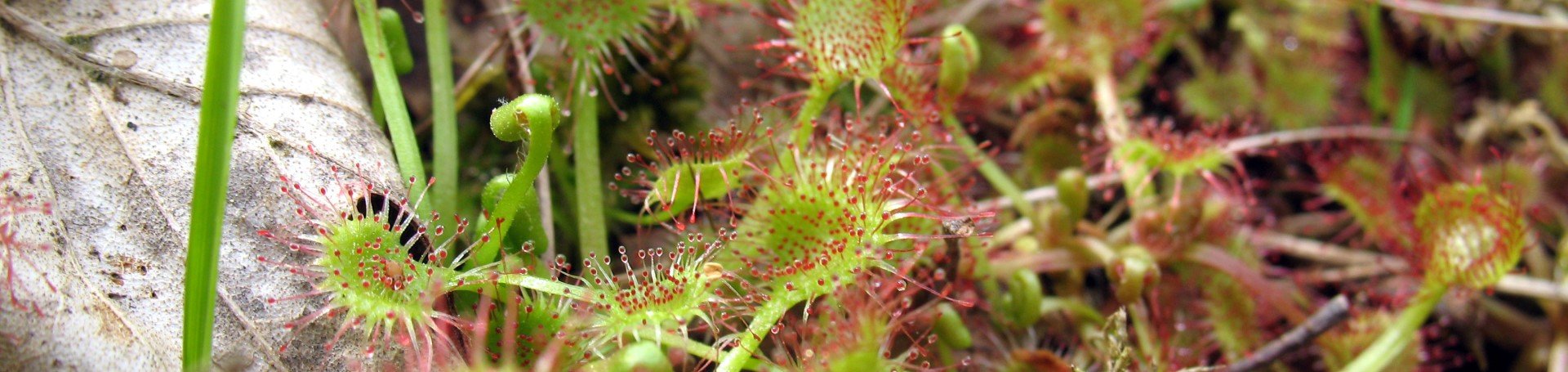 Wasser - Moorschutz im Berliner Grunewald