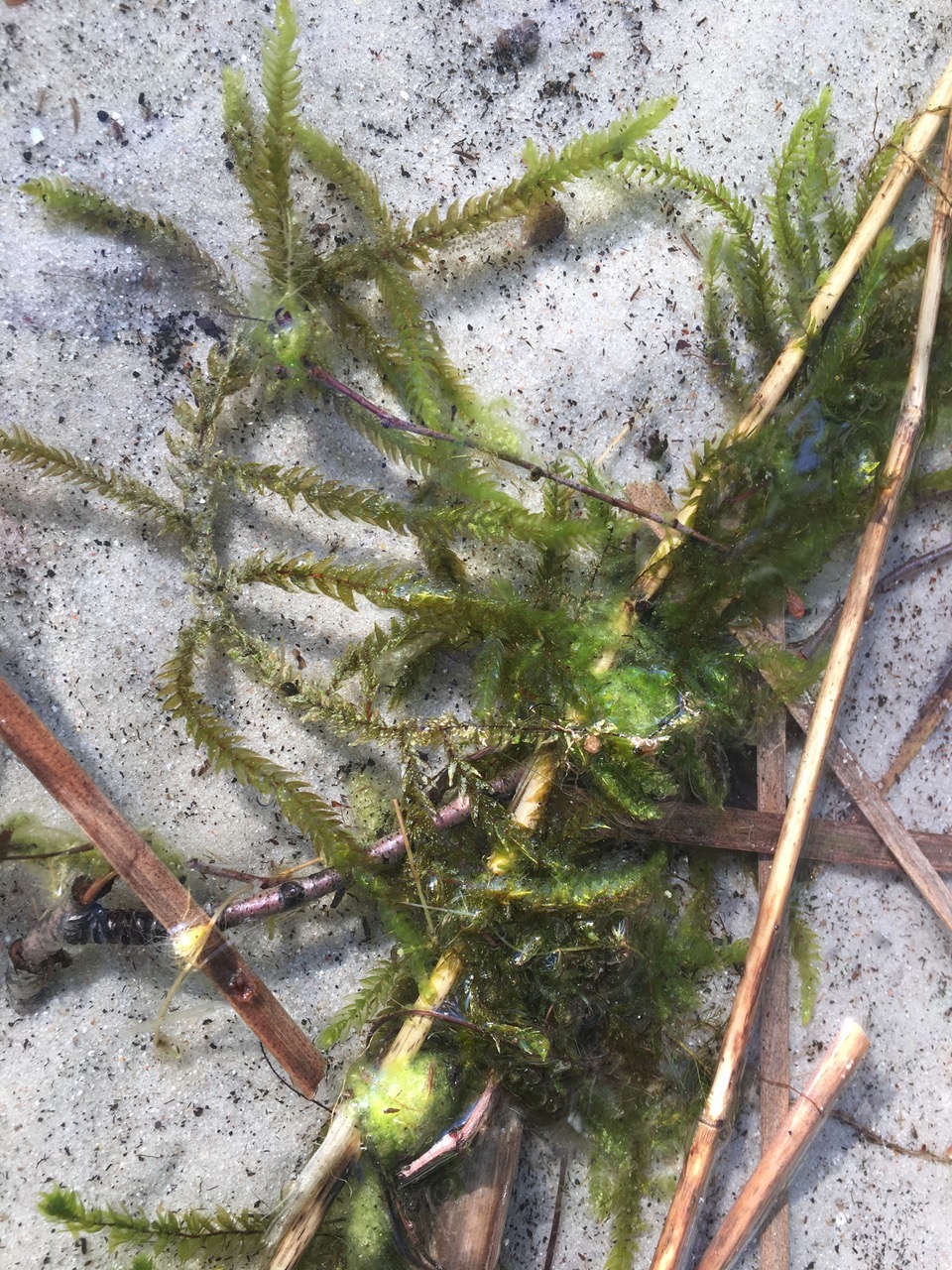 Wasser - Wasserpflanze mit Algen - STIFTUNG WASSER Wasserqualität im Tonsee in Bestensee verbessern
