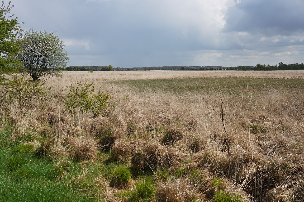 Wasser - Fröslev-Jardelunder Moor