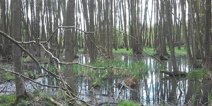 Wasserprojekt - Moorprojekte: Moorrenaturierung - Berlin-Umland - Berliner Moorböden