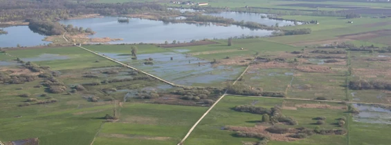 Wasser: Wiedervernässung im Gundelfinger Moos