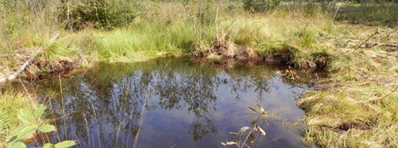 Wasser: Haubacher Moos, Gemeinde Isny, Kreis Ravensburg