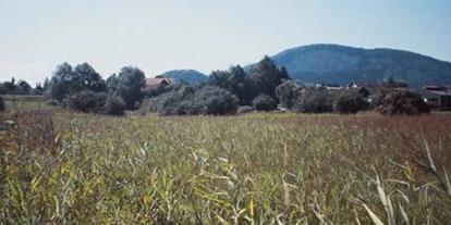 Wasserprojekt - Moorprojekte: Moorwiedervernässung - Leipheim - Mösle, Götzis