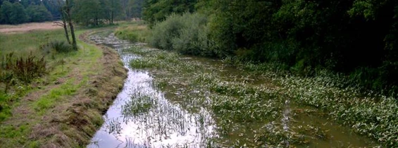 Wasser: Naturschutzgebiet ´Springmoor bei Hollenstedt´