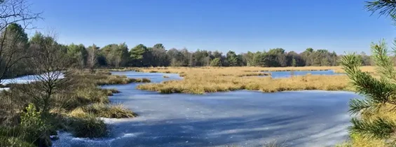 Wasser: Bockhorner Moor