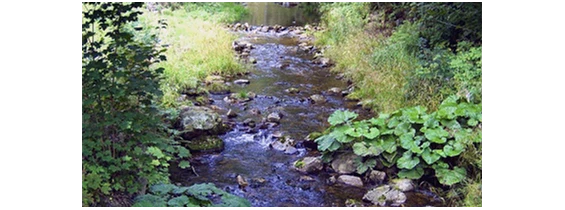 Wasser: Biologie Schule - Schulmaterial Fließgewässer