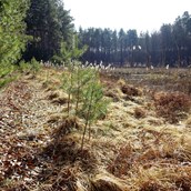 Wasserprojekt: Wunderlichs Moor - Moorerhaltung nördlich von Berlin - Liepnitzsee