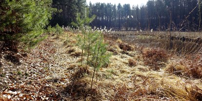 Wasserprojekt - Klimaschutz: Bodenschutzprojekte - Wunderlichs Moor - Moorerhaltung nördlich von Berlin - Liepnitzsee