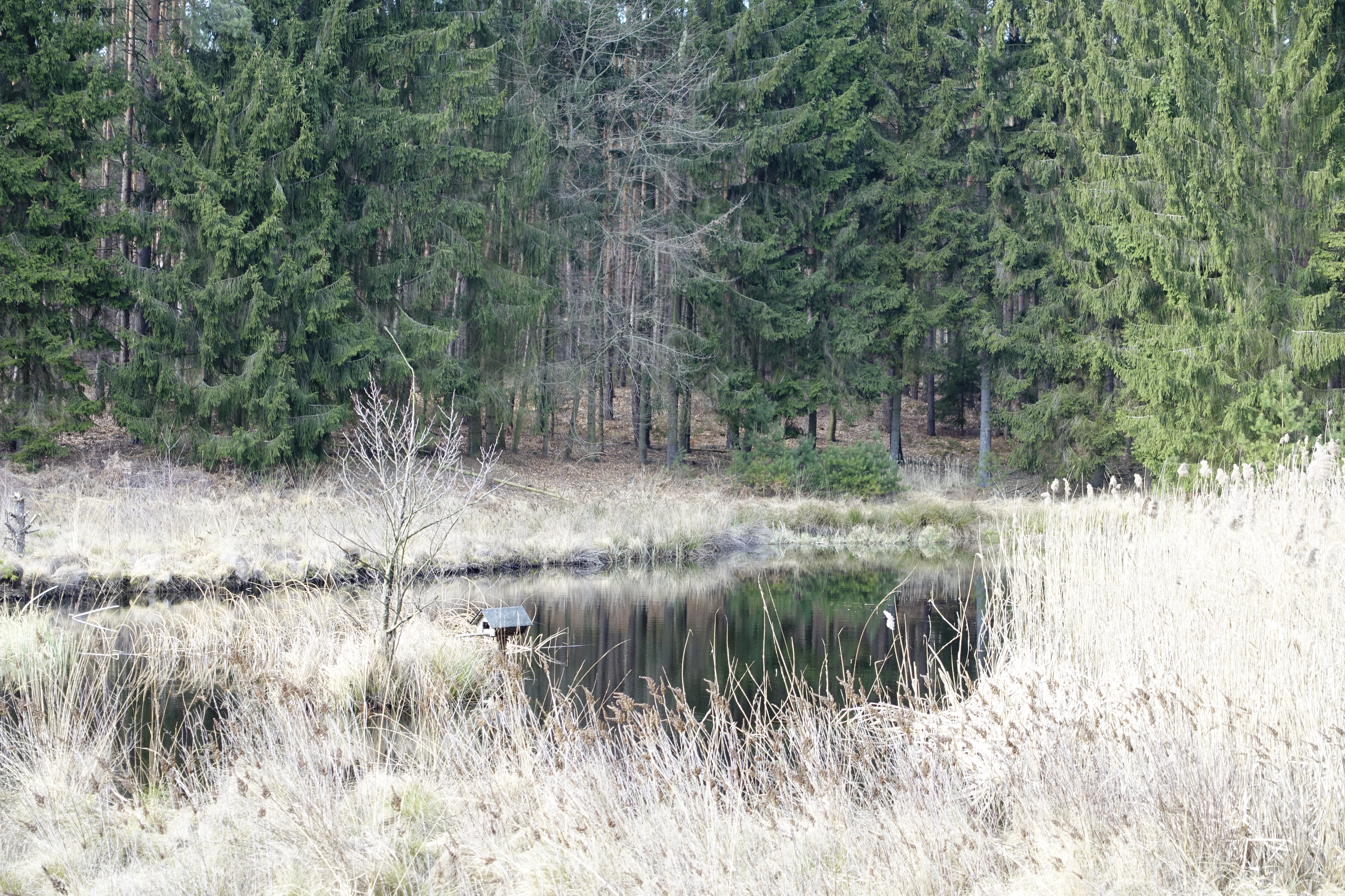 Wasser: Wunderlichs Moor - Moorerhaltung nördlich von Berlin - Liepnitzsee