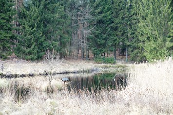 Wasser: Wunderlichs Moor - Moorerhaltung nördlich von Berlin - Liepnitzsee