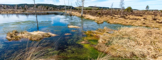 Wasser: Renaturierung Beeinträchtigte Lebensräume aufwerten