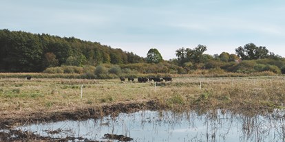 Wasserprojekt - Moorprojekte: Moorwiedervernässung - Lüneburger Heide - Moorschutzprojekt toMOORow