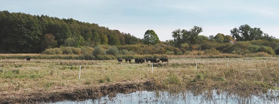 Wasser: Moorschutzprojekt toMOORow