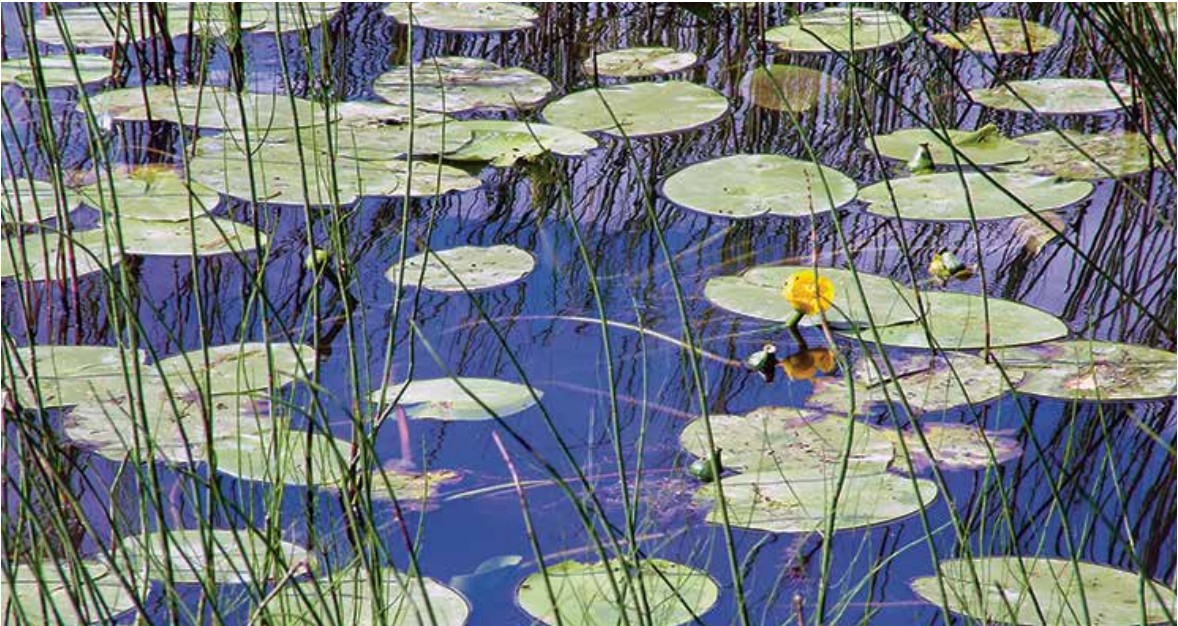 Wasserprojekt - Regenwasser muss versickern können – Helft mit, Flächen zu entsiegeln