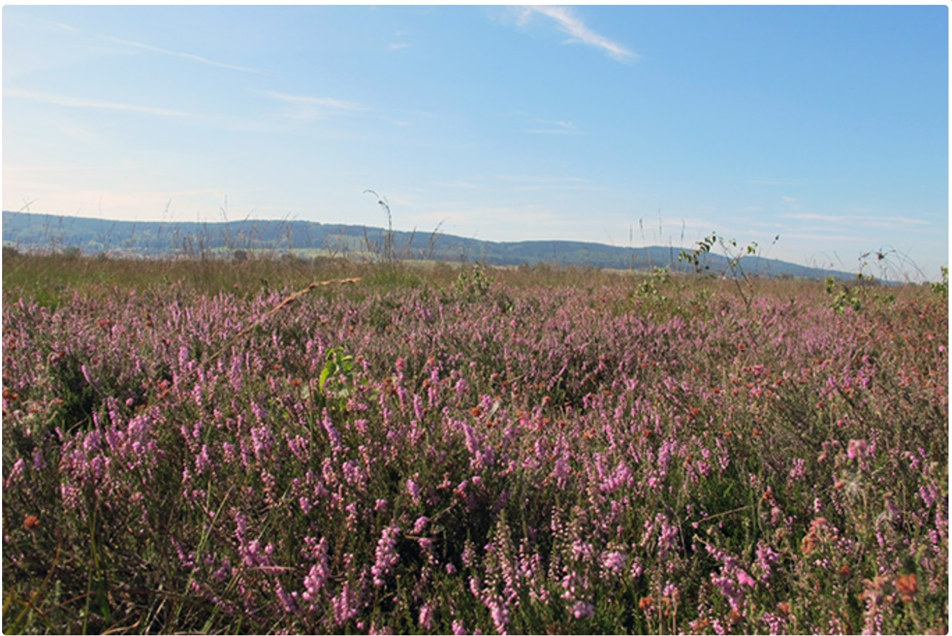 Wasserprojekt - Gewässerschutz: Gewässerschutz - Brandenburg Süd - Moorprojekt - Wasser für die Bekassine