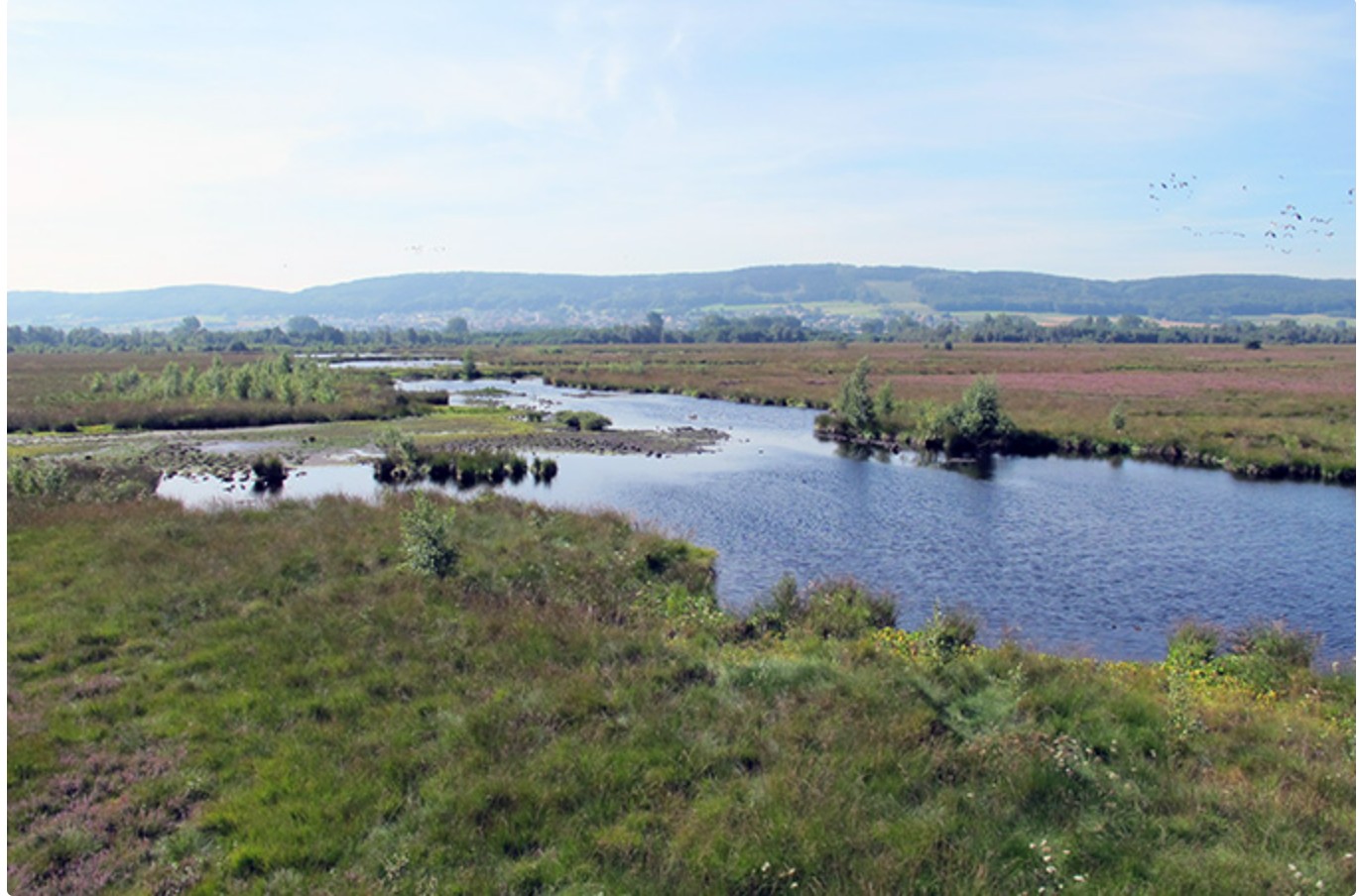 Wasserprojekt - Gewässerschutz: Gewässerschutz - Brandenburg Süd - Moorprojekt - Wasser für die Bekassine