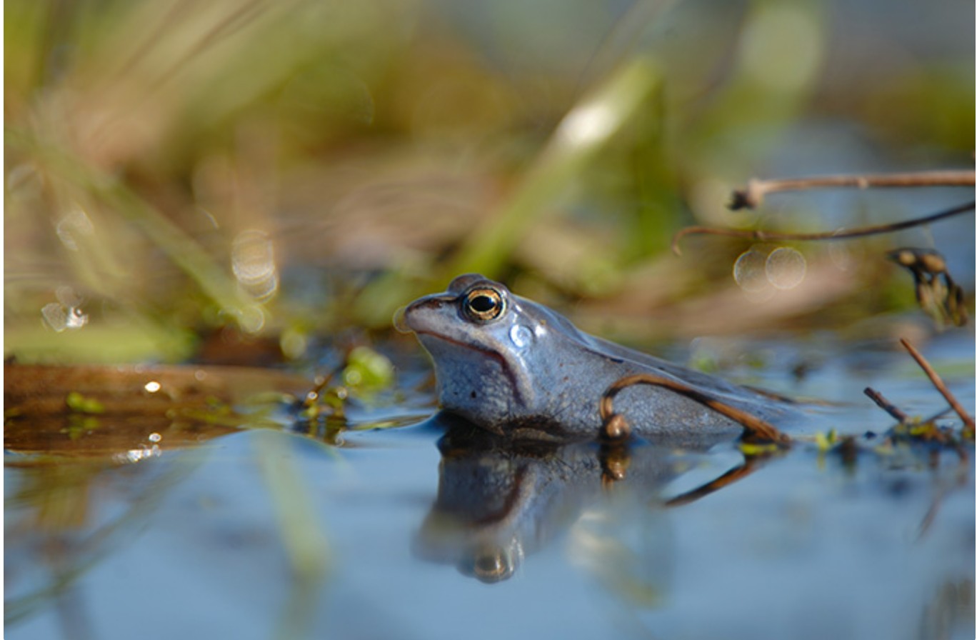 Wasserprojekt - Gewässerschutz: Gewässerschutz - Brandenburg Süd - Moorschutzprojekt - Gemeinsam für mehr Wasser in der Landschaft
