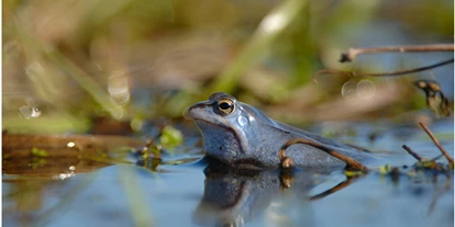 Wasserprojekt - Moorprojekte: Moorrenaturierung - Berlin-Umland - Moorschutzprojekt - Gemeinsam für mehr Wasser in der Landschaft