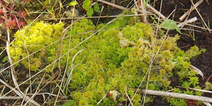 Wasserprojekt - Gnarrenburg - Stiftungsland Offenbütteler Moor