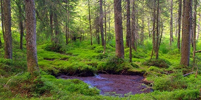 Wasserprojekt - Deggendorf - Multifunktionaler Moorschutz im Wald