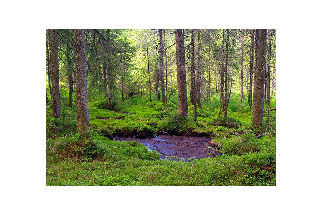 Wasser: Multifunktionaler Moorschutz im Wald