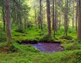 Wasser: Multifunktionaler Moorschutz im Wald