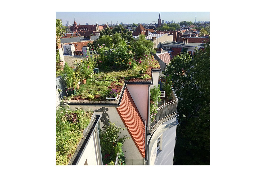 Wasser: GründachPLUS – Berlins Förderprogramm für mehr Dachbegrünung