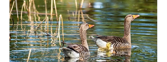 Wasser: Stiftung Naturlandschaften Brandenburg
