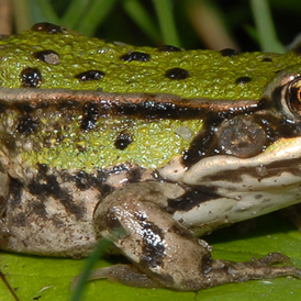 Wasser: Froschportal - Funde zu Amphibien und Reptilien melden