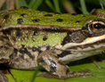 Wasser: Froschportal - Funde zu Amphibien und Reptilien melden