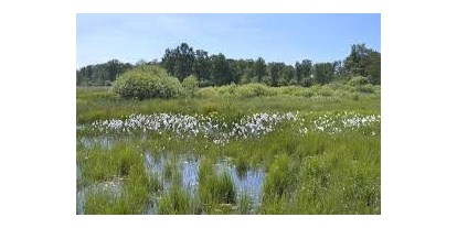 Wasserprojekt - Gewässerschutz: Feuchtwiesen - Leipheim - Wiedervernässung Leipheimer Moos
