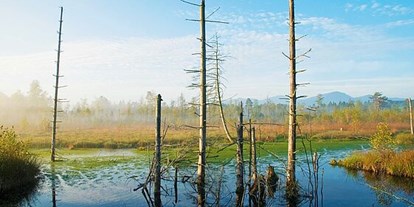 Wasserprojekt - Moorprojekte: Moorwiedervernässung - Augsburg - WERDENSTEINER MOOS
