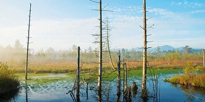 Wasserprojekt - Moorprojekte: Moorwiedervernässung - Leipheim - WERDENSTEINER MOOS